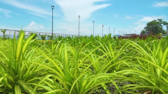Lush Green Foliage in Landscaped Garden Under Blue Sky &ndash; 4K Nature Background Video