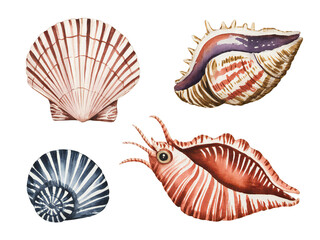 Watercolor collection of assorted seashells showcasing diverse shapes and patterns, artistically rendered and isolated on transparent background.