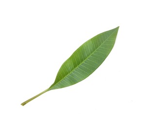 Obraz premium Frangipani leaf (plumeria alba) isolated on white background. Botanical photography for creative Design