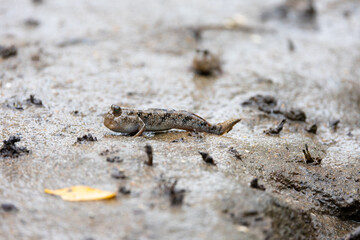 A mudskipper on land, close up 