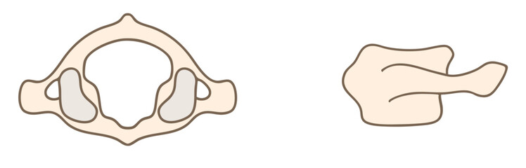 第1頸椎（環椎）の解剖図、上からの図と側面からの図 © タカボーン