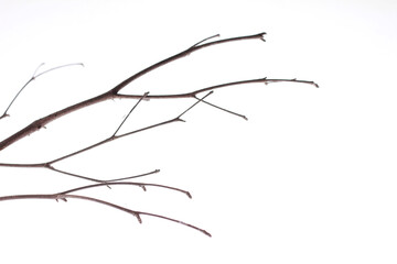Dry tree branch on a white background.