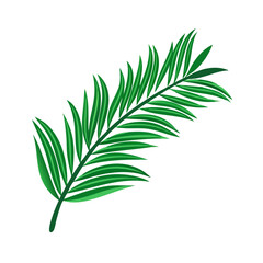 Stylized green palm leaf illustration on a white background, single element