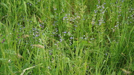 green grass background