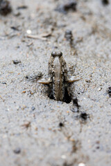 A mudskipper on land, close up 