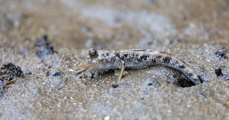 A mudskipper on land, close up 