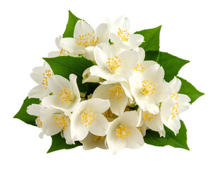 Obraz premium Jasmine flower bunch isolated PNG