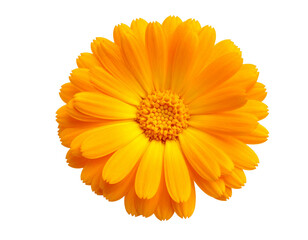 Marigold flower full bloom isolated. PNG