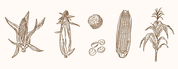 set of corn illustration - hand drawn sketch vector collection set © gurlinthetri