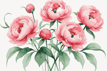 Watercolor Pink Peonies Floral Illustration