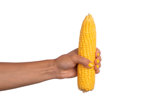  Close-up of a female hand with yellow nails holding a peeled corn cob, isolated on transparent background...