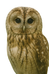 Naklejka premium Brown tawny owl portrait isolated on white background