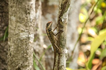 Colorful Lizard on Tree Bark