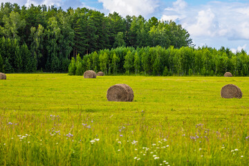 Summer landscape with haystacks in a field at the edge of a forest
