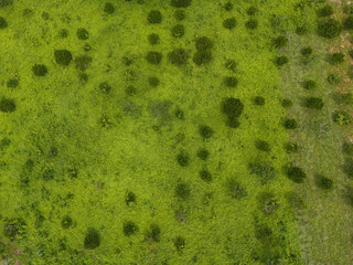 Green meadow landscape