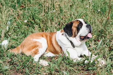 cute black white and brown St. Bernard dog lying on green grass in field in sunny summer day, dogwalking concept