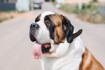 cute black white and brown St. Bernard dog sitting on asphalt road in sunny summer day, closeup view, dogwalking concept