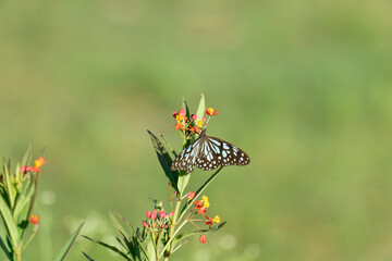 A beautiful butterfly (blue tiger) is drinking nectar from a lantana flower