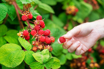 Raspberry wineberries