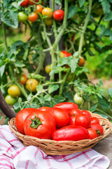 Tomato