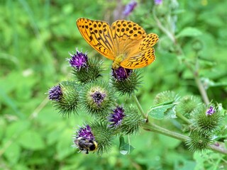 Paukščiai, gamta, gėlės, viskas fotografuota vaikščiojant.
Birds, nature, flowers, everything photographed while walking.