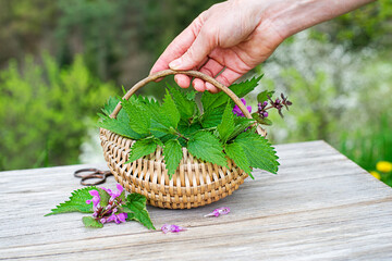 Nettle plants