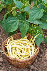 String beans