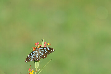 A beautiful butterfly (blue tiger) is drinking nectar from a lantana flower