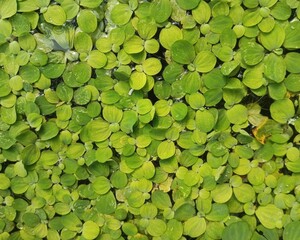 Aquatic plants, for the fish pond in front of the house, are a type of plant that grows on the surface of the water, providing a cooling and breeding ground. Photo taken in the afternoon.