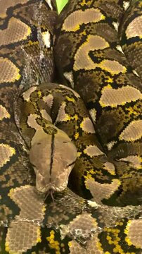 Close up of a snake yawning, sleeping creature