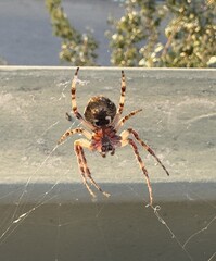 Big spider on the web with sunlight