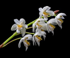 Fototapeta premium Holy Ghost orchid, Peristeria elata, in the wild
