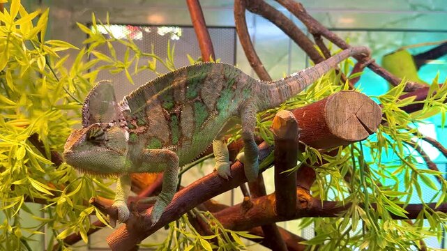 Chameleon on a tree branch