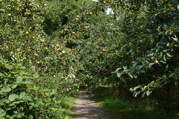 Apfelweg im Park in Dortmund, Deutschland.
