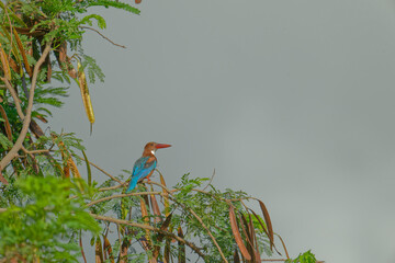 White throated kingfisher on a branch
