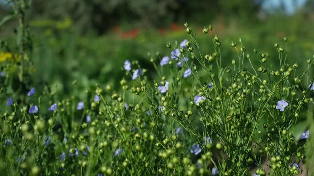 Ripening flax plants with green seed pods and blue flowers sway in the wind against a blurred background of a red poppy field. Smooth focus shift.