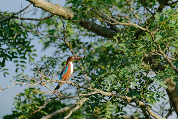 White throated kingfisher on a branch