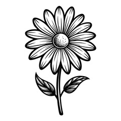 Detailed black and white daisy flower silhouette isolated on white background