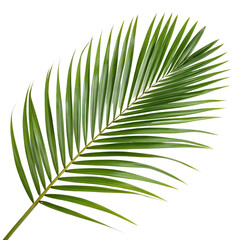 Obraz premium Tropical Palm Leaf Isolated on White Transparent Background – High-Quality Botanical Clipart