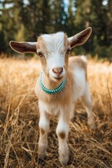 Fototapeta premium Adorable Goat Kid in Autumn Field