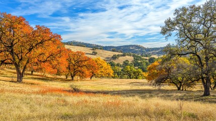 Fototapeta premium A colorful fall landscape with trees bursting with shades of red, yellow, and orange.