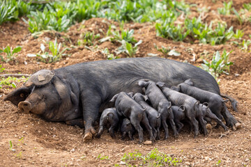 Piglets of the native Majorcan breed Porc Negre Mallorqui also the Majorcan Black Pig are suckled by their mother in Mallorca, Balearic Islands, Spain