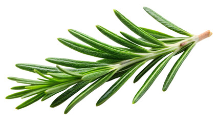 Fototapeta premium rosemary-leaf-herbal-is-spices-isolated-on-