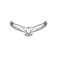 Obraz premium eagle in flight