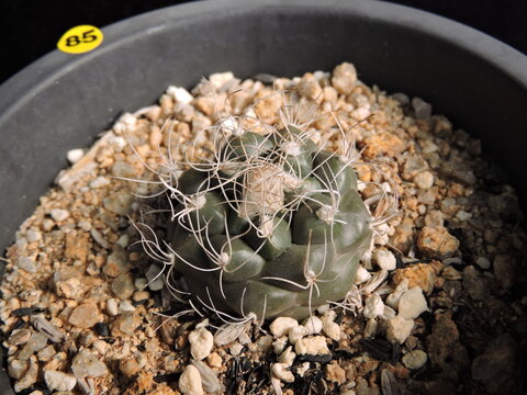 Gymnocalycium species with coiled spines, commonly called Jangseonghwan in Korea. Photographed in Korea.