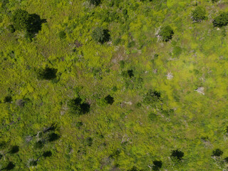 Wild greenery lawn