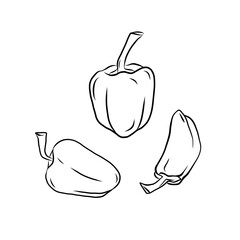 Hand drawn vector set illustration, isolated line art sweet bell pepper white background, outline vegetable icons for organic product design, eco-friendly packaging, coloring book and food ingredient
