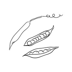 Hand drawn vector big set illustration of isolated line art peas white background, outline vegetable icons for your design, menu, mockup, educational coloring book for children, food ingredient
