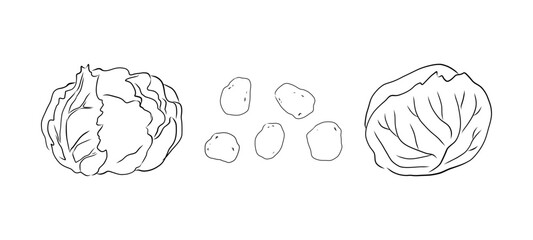 Hand drawn Vegetables line art Vector illustration,isolated cabbage and potato, outline vegetable icons for your design, menu, mockup, educational coloring book for children, food ingredients