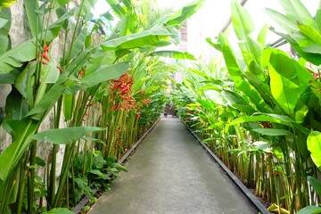 Obraz premium Heliconia bihai, red palulu, Lobster Claw, the flowers are red and yellow, arranged in a branched inflorescence. It is a herbaceous plant with underground rhizomes, and the above-ground part